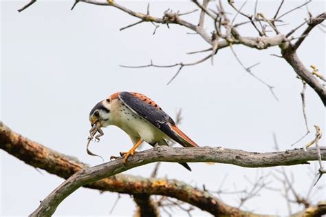 Birds of Prey: Predators of Lizards – Nature Blog Network