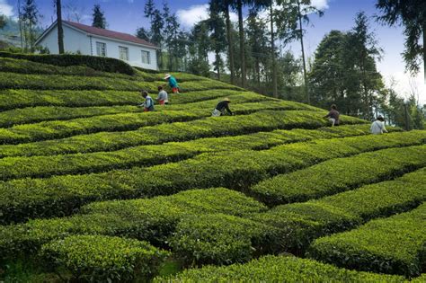 5 Tea Estate Bungalows In Darjeeling That Offer Boarding And Lodging