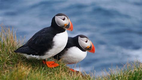 10 Facts About Puffins | Mental Floss