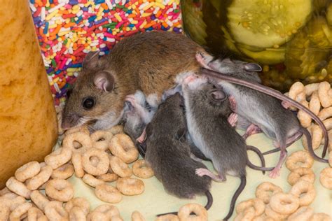 How do I get rid of mice and rats in my house? | Green Shield