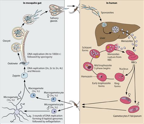 Human Life Cycle Meiosis