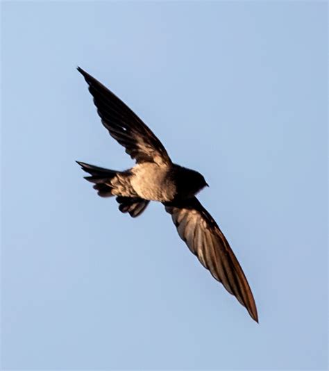 Cave Swiftlet from East Lombok Regency, West Nusa Tenggara, Indonesia ...