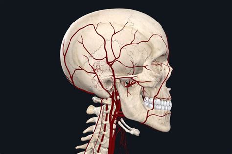 Temporal Artery Biopsy - Dr. Harinder S. Chahal MD