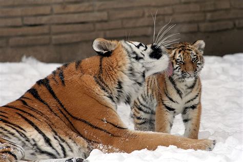 HD wallpaper: tiger and cub on snow field, mother, big cats, predator ...