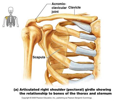 Pectoral Girdle And Upper Limb Bones