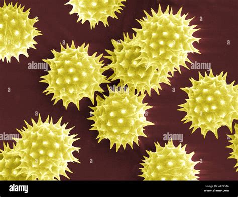 Scanning electron microscope image of pollen grains from Helianthus ...