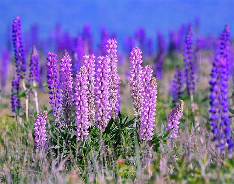 Lupine Festival Sugar Hill, NH Photograph by Sally Cooper | Fine Art ...