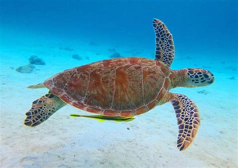 How to support conservation of marine turtles | Discovery Fleet Philippines