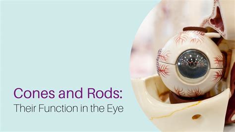 How Cones and Rods Function in the Eye | Oxford Vision Care