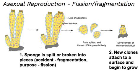 Sponges Reproduce Asexually By | Outstanding Trivia