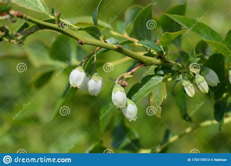 Highbush blueberry stock image. Image of tall, high - 170173513