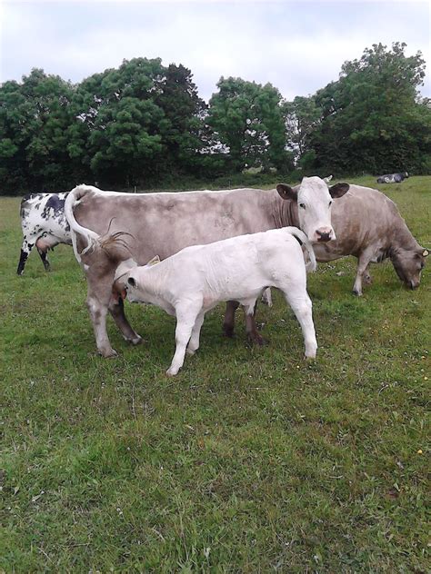 cows&cats..cattle...farm....cow pictures..ireland — Charolais cow back ...