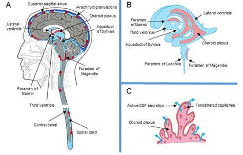 (A) The scheme of the cerebrospinal fluid system with location of the ...