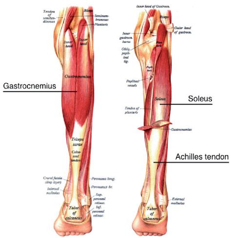 Structure and function of human triceps surae muscle and tendon in ...