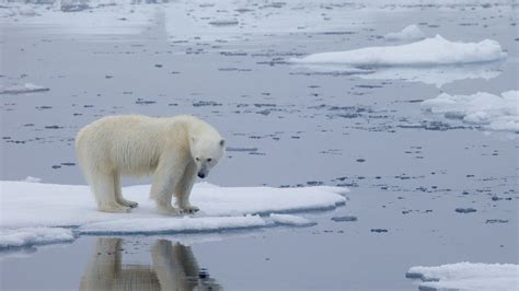 View Polar Bear Climate Change Images - Polar Bear Pictures