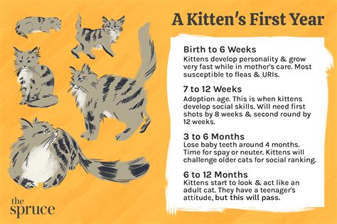 Kitten Teeth Age Chart