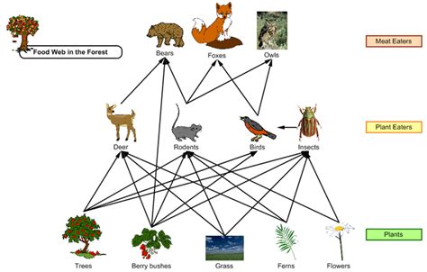 food chain - deciduousforest4.com