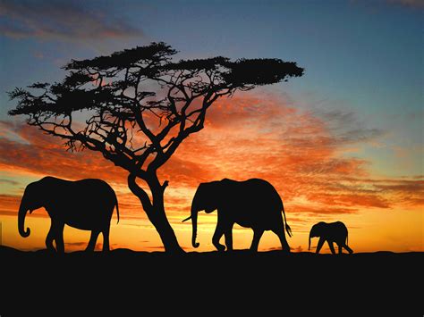 African Safari Wallpaper - WallpaperSafari