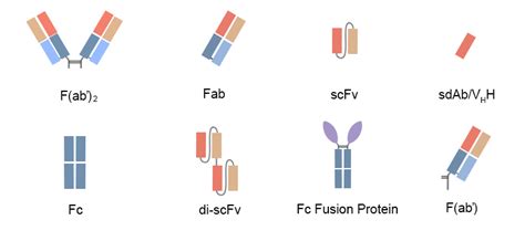 scFv/Fab Construction - Antibody Fragments Expression - DetaiBio