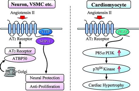 Emerging Concepts of Regulation of Angiotensin II Receptors ...