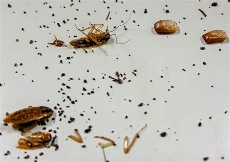 A Detailed Guide On Roach Droppings And What They Look Like - Pest Aid