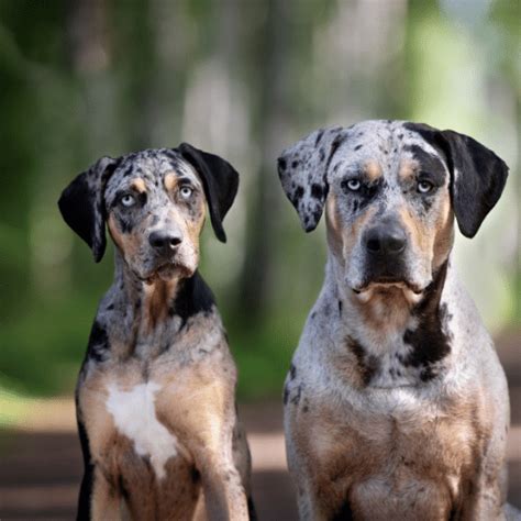 Catahoula Leopard Dog Puppy Portrait On A Field With Flowers | lupon.gov.ph