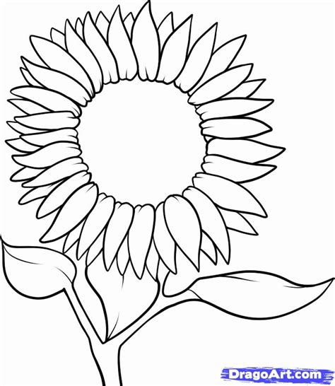 how to draw a sunflower for kids - Daphine Salerno