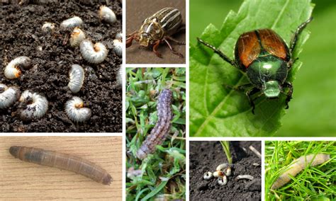 Grub Talk: Lawn Pest Identification Guide