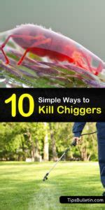 10 Simple Ways to Kill Chiggers