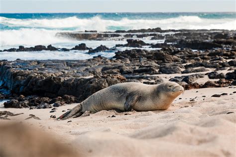 Hawaii Wildlife Portraits — Lightness Photography