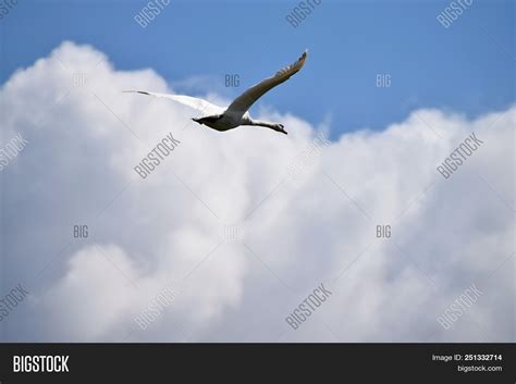 Flying Swan. Image & Photo (Free Trial) | Bigstock