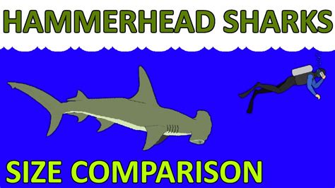 10 Hammerhead Sharks = Size Comparison - YouTube