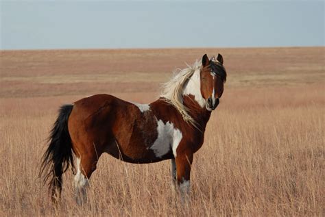 Cute Funny Animalz: American Mustang Horse New Best HD Wallpapers 2013