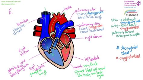 The Heart - Structure and Function - YouTube