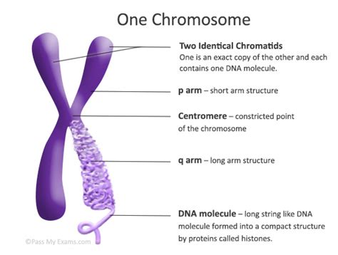 Chromosomes | Definition, Structure, Functions & Example