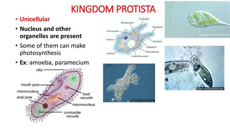 General characteristics of 6 Kingdoms - online presentation