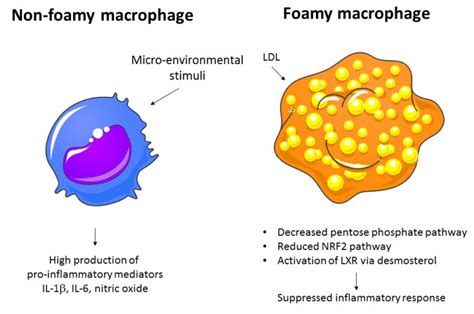 Macrophages in atherosclerosis; the good, the bad and the foamy ...