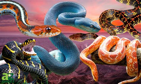 Colorful Snake Species