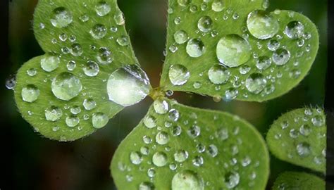 How Are Clover Seeds Spread? | Sciencing