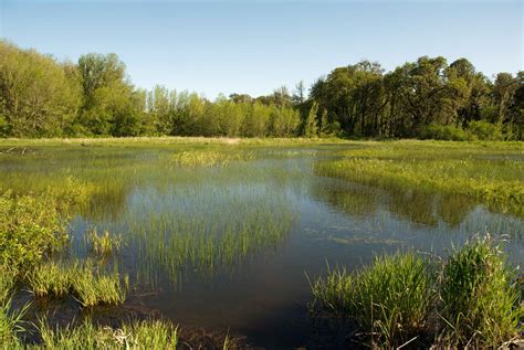 Free picture: beautiful, landscape, green, swamp, calm, waters