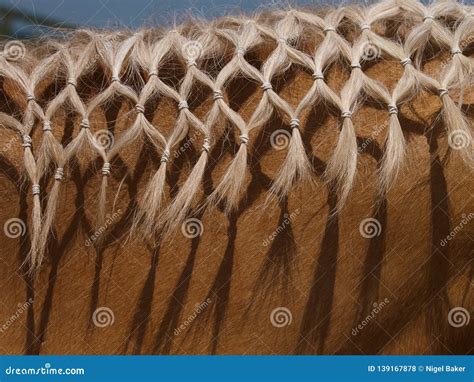 Braided Horse Mane stock photo. Image of abstract, beauty - 139167878