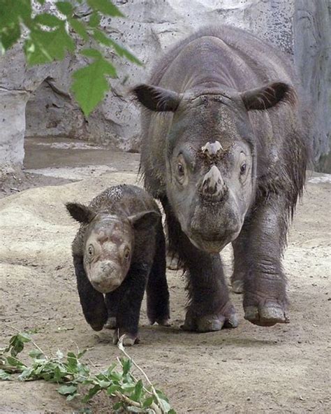 Top 9 Animals Found in Tropical Evergreen Forest