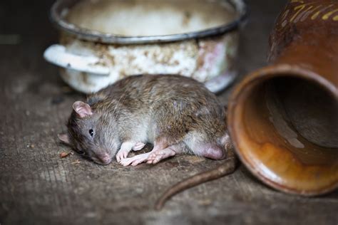 How To Tell How Many Rats Are In Your House (4 Key Steps) | House Grail