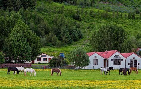 The Icelandic Horse - Photo Blog by Rajan Parrikar