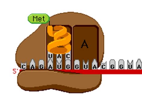 科学网—造一台 DNA 计算机应该注意什么——关于计算的那些事（二） - 杨夕歌的博文