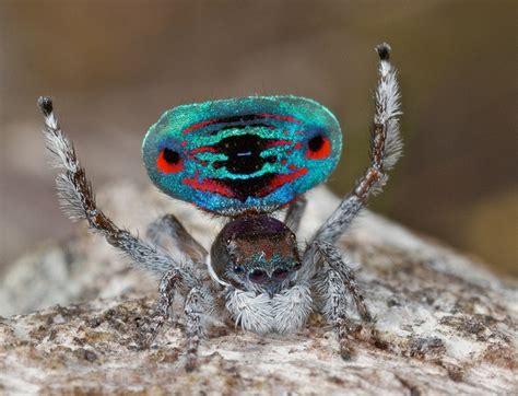 21 best images about Peacock Spiders on Pinterest | The amazing ...