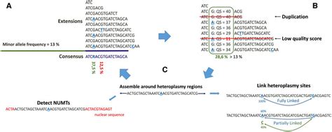 Workflow of heteroplasmy detection with NOVOPlasty. For simplicity, the ...
