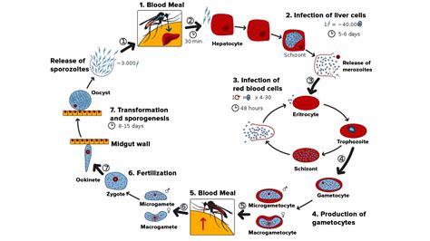 Explain life cycle of plasmodium with diagram.