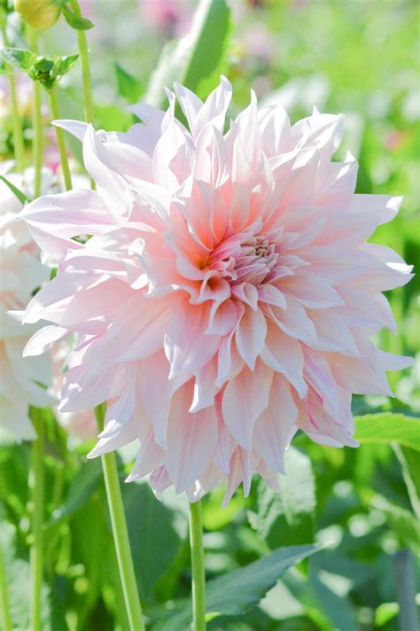 Dahlia Cafe Au Lait | Dahlia Tubers | DutchGrown™