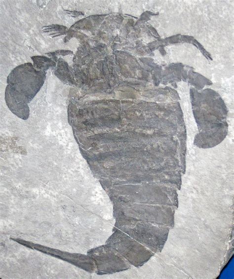 Eurypterus remipes (fossil sea scorpion) (Silurian; New Yo… | Flickr